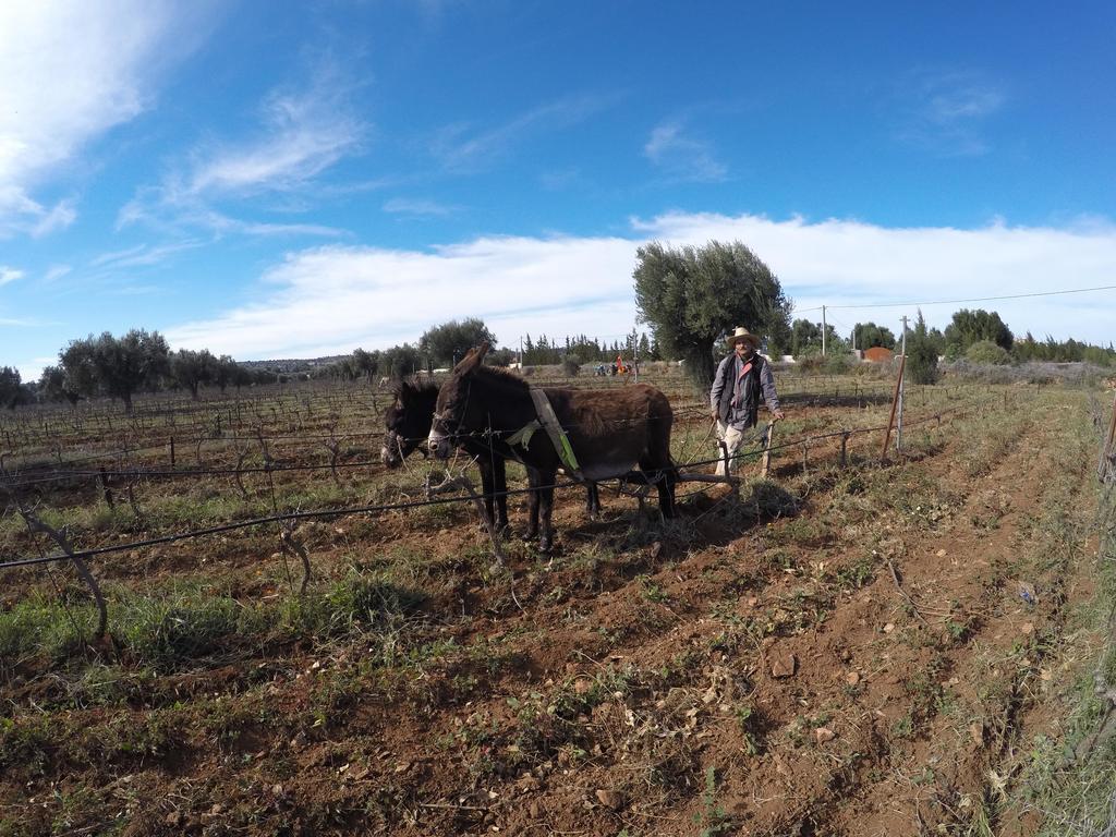 Ryad De Vignes " Le Val D'Argan " Ounara Exteriér fotografie