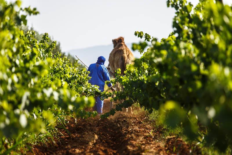 Ryad De Vignes " Le Val D'Argan " Ounara Exteriér fotografie