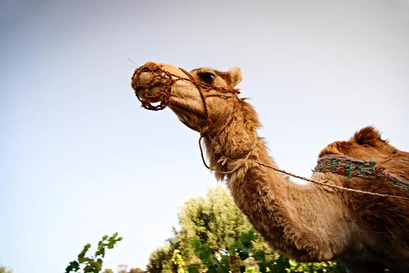 Ryad De Vignes " Le Val D'Argan " Ounara Exteriér fotografie