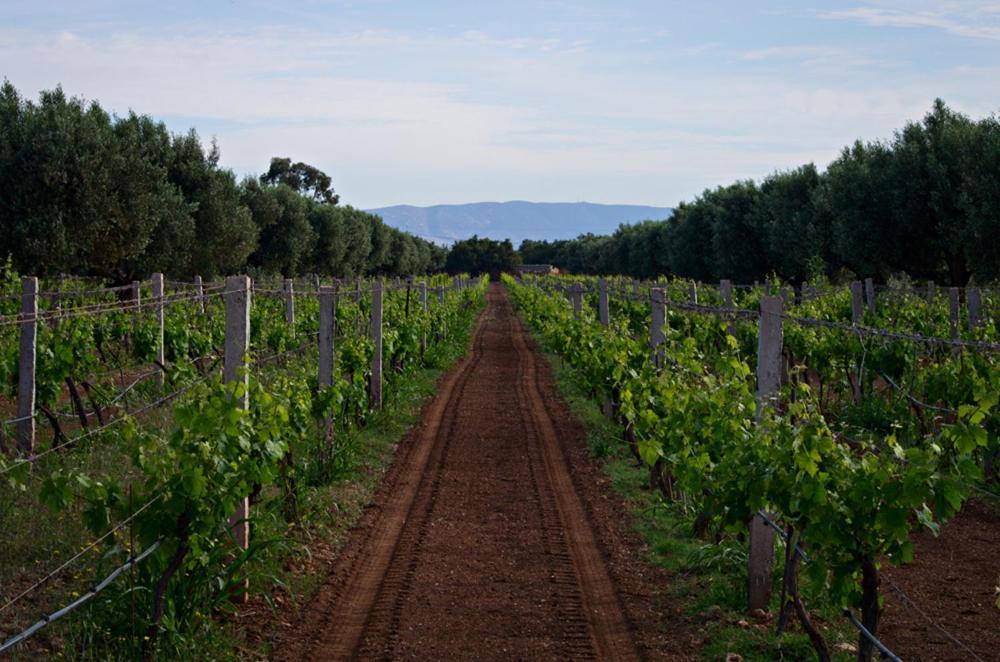 Ryad De Vignes " Le Val D'Argan " Ounara Exteriér fotografie